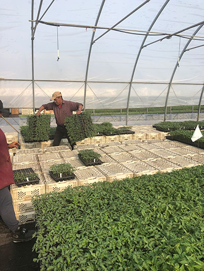 moving plants out of high tunnel