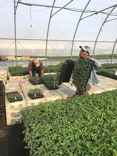 Tomatoes Ready For Field