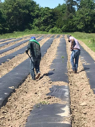 men hoeing around plastic rows