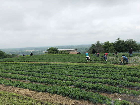 workers in the field