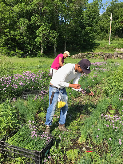 Harvesting Flowering Chives