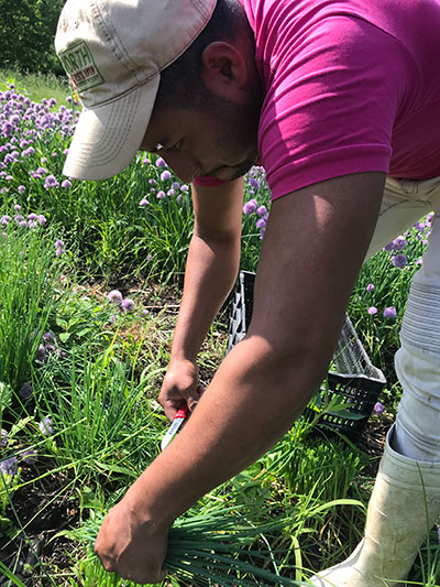 harvesting chives