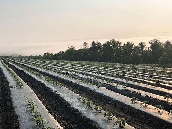 Morning Plastic Rows