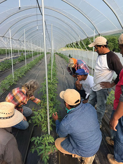 amy training men on how to sucker plants