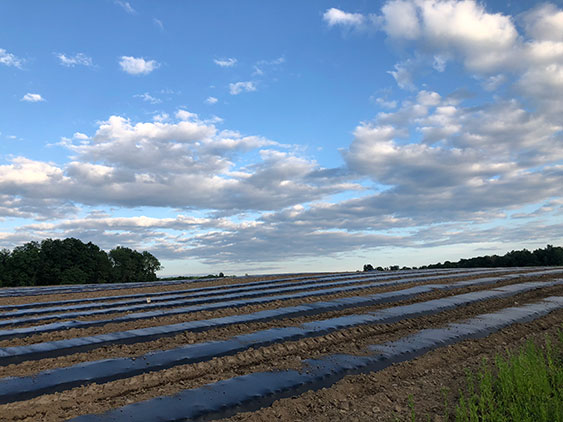 plastic rows in field