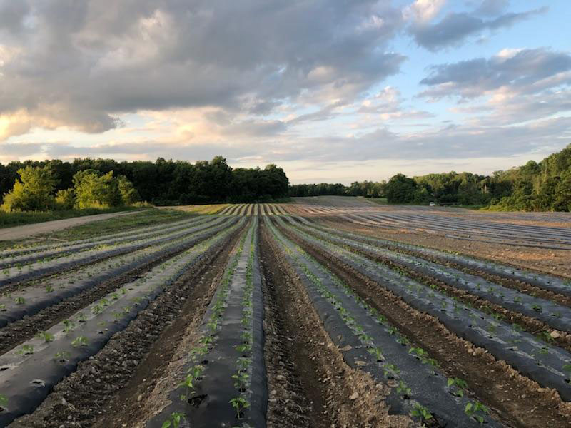 veges at farm market