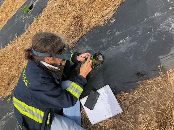 Gerry scouting and has found larvae