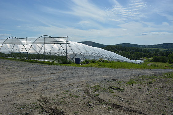 Tomato plants in the high tunnels