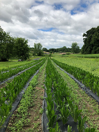 field view