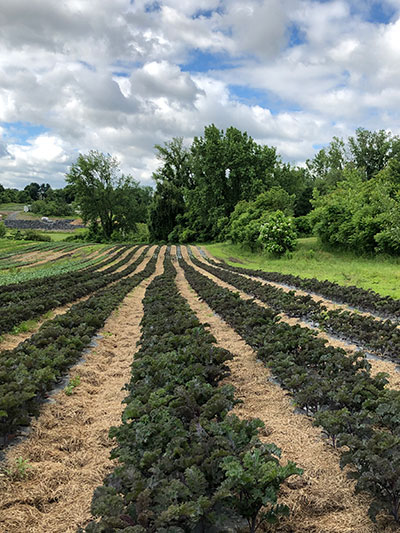 lettuce field