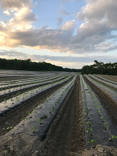 pepper field