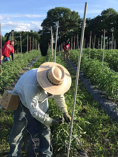 pepper field