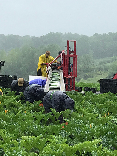 Zucchini Picking Belt Harvestor