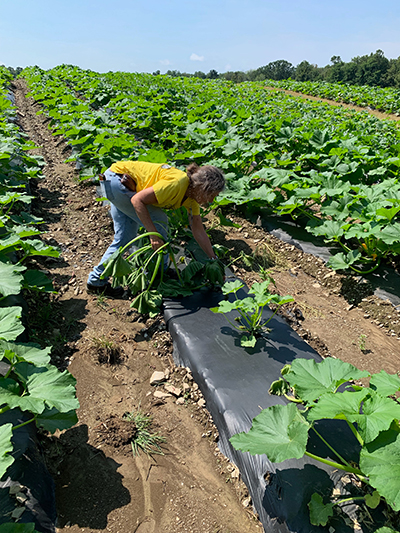 gerry pulling infected plants