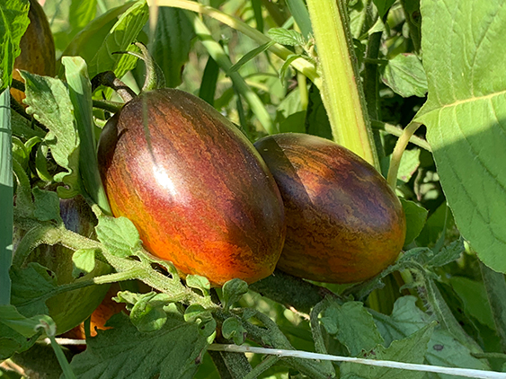 tomatoes on vine