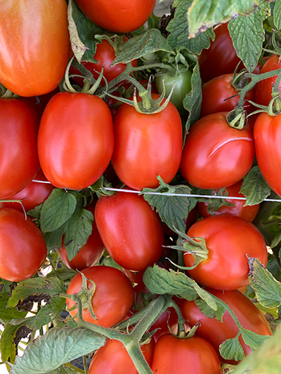 tomatoes on vine