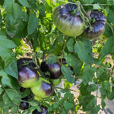 tomatoes on vine