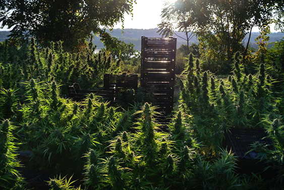 crates in hemp field