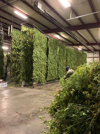 hemp drying