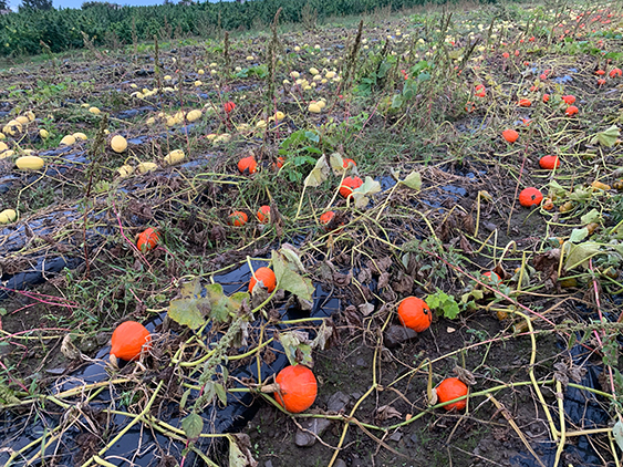 winter squashes in field