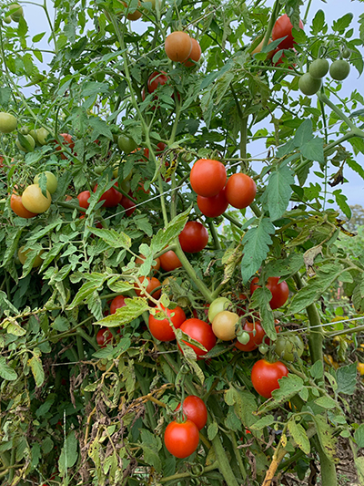 tomatoes on vine