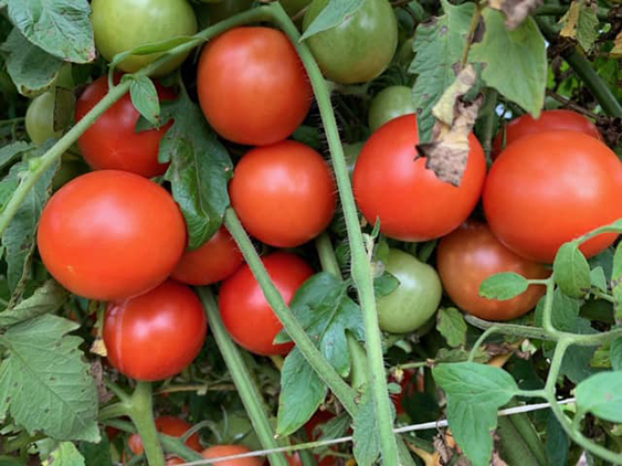 mountain magic tomatoes