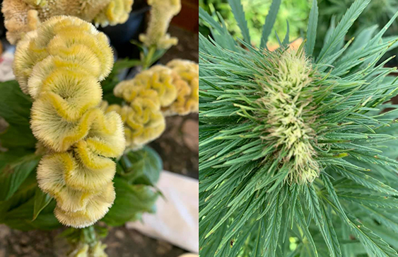 cocks comb and super bud plants