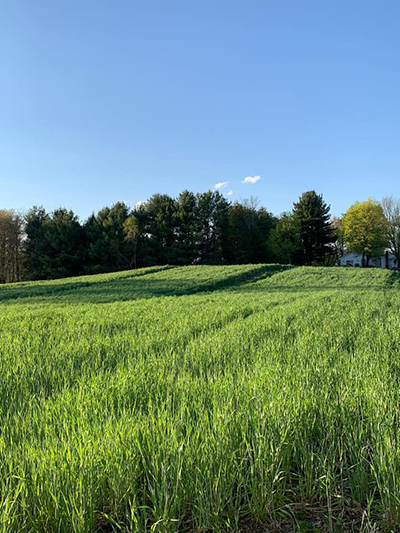 rye cover crop