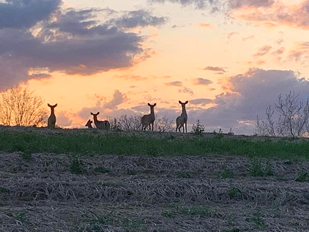 deer on hill