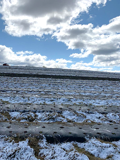 frost in field