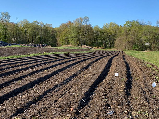 potato field