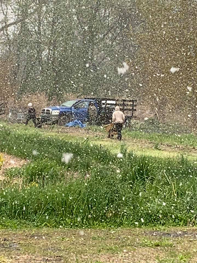 spring snow while in herb garden