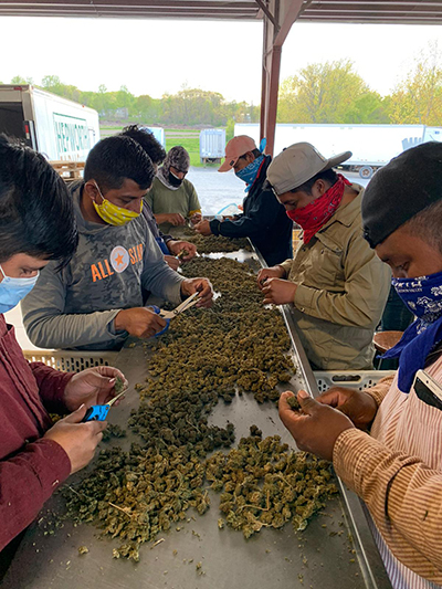 trimming hemp