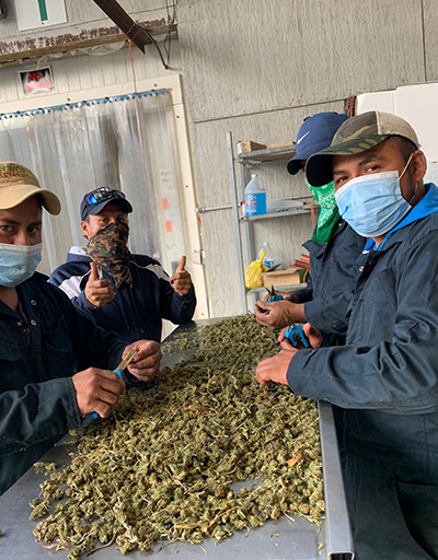 trimming hemp