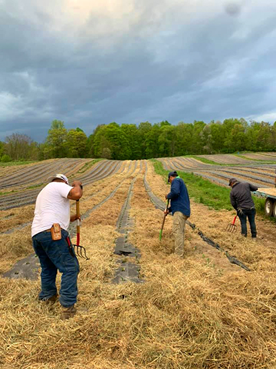 men leveling straw mulch