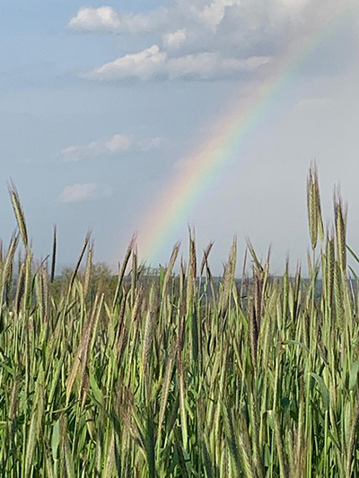 rainbow over field