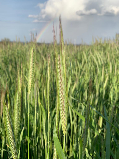 rainbow over field