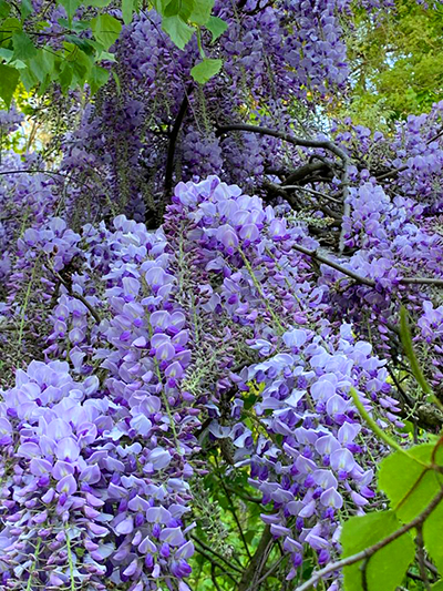 wisteria flowers