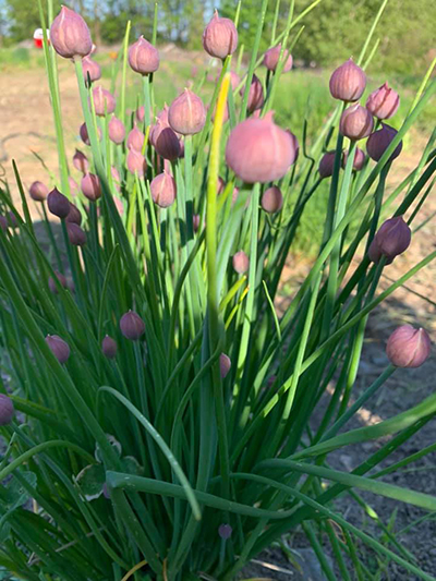 garlic plants