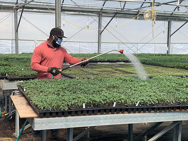 Person watering seedlings