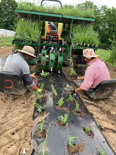 Planting Lavender