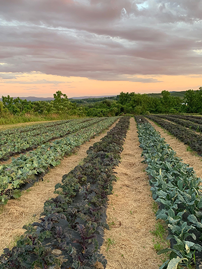 Red Russian Kale