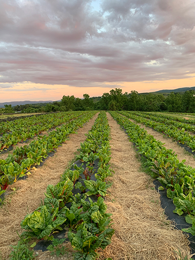 swiss chard field