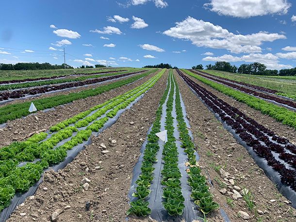 artisan lettuce field