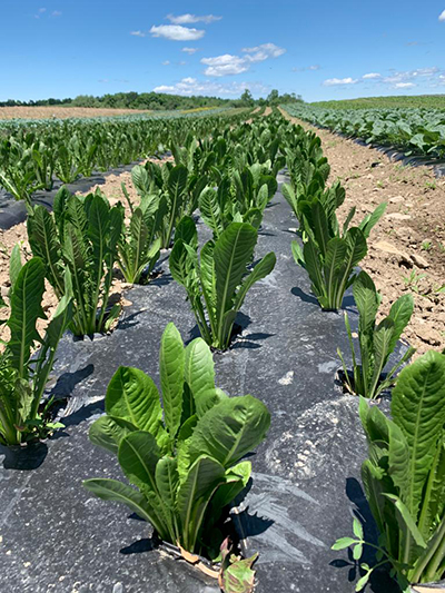 plants in the field