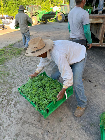 unloading hemp plants