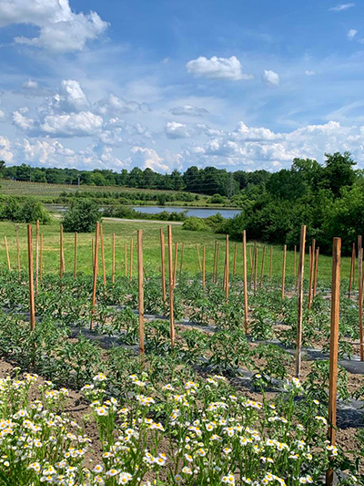 field by water