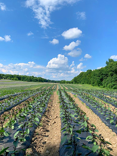 plants in field