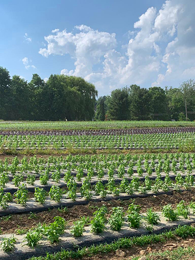 field rows