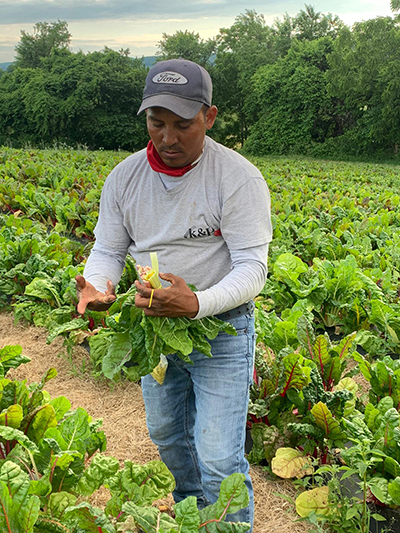 man harvesting swiss chard